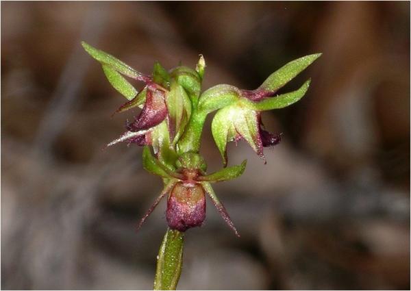 Corunastylis ciliatum - Fringed Midge Orchid.jpg